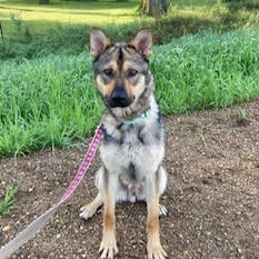 Snape, an adoptable Mixed Breed in Sioux Falls, SD, 57106 | Photo Image 5