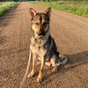 Snape, an adoptable Mixed Breed in Sioux Falls, SD, 57106 | Photo Image 6