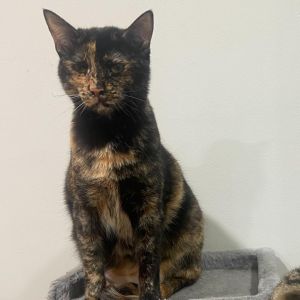Ayra Kuwait, Adult Female unknown