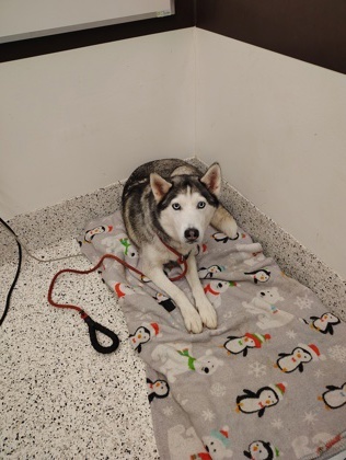 Pet Image