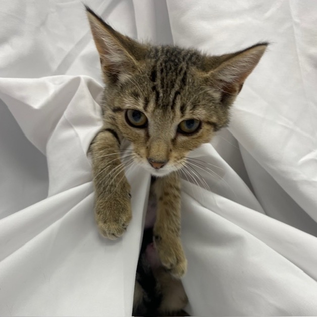Apple Jacks, an adoptable Domestic Short Hair in Duncan, OK, 73533 | Photo Image 1
