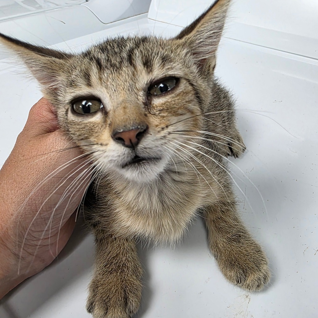 Apple Jacks, an adoptable Domestic Short Hair in Duncan, OK, 73533 | Photo Image 2