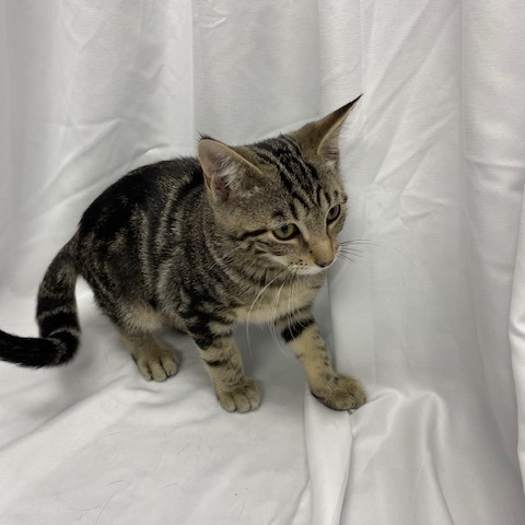 Coco Puff, an adoptable Domestic Short Hair in Duncan, OK, 73533 | Photo Image 1