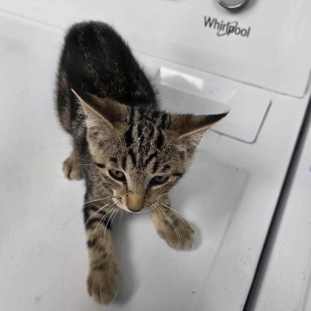 Coco Puff, an adoptable Domestic Short Hair in Duncan, OK, 73533 | Photo Image 2
