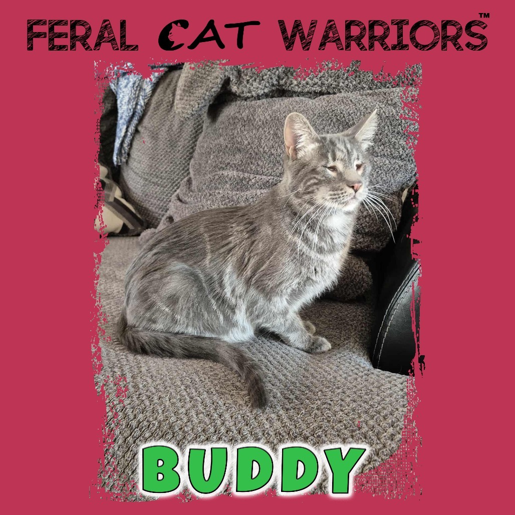 Buddy, an adoptable Domestic Short Hair in Kingman, AZ, 86401 | Photo Image 1