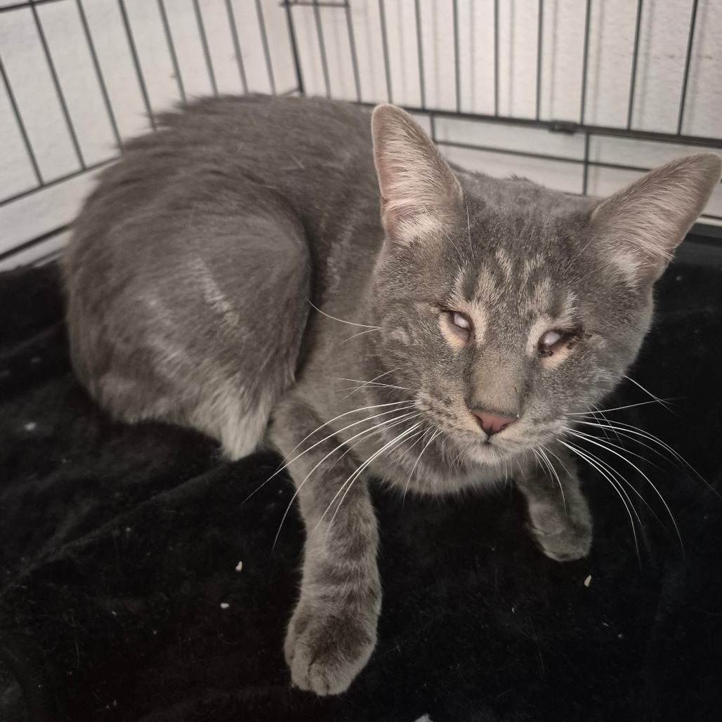 Buddy, an adoptable Domestic Short Hair in Kingman, AZ, 86401 | Photo Image 2
