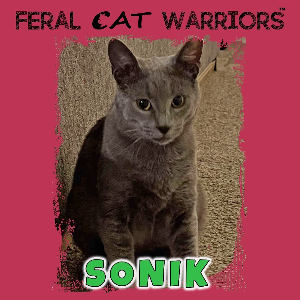 K25071 / Sonik, an adoptable Domestic Short Hair in Kingman, AZ, 86401 | Photo Image 1
