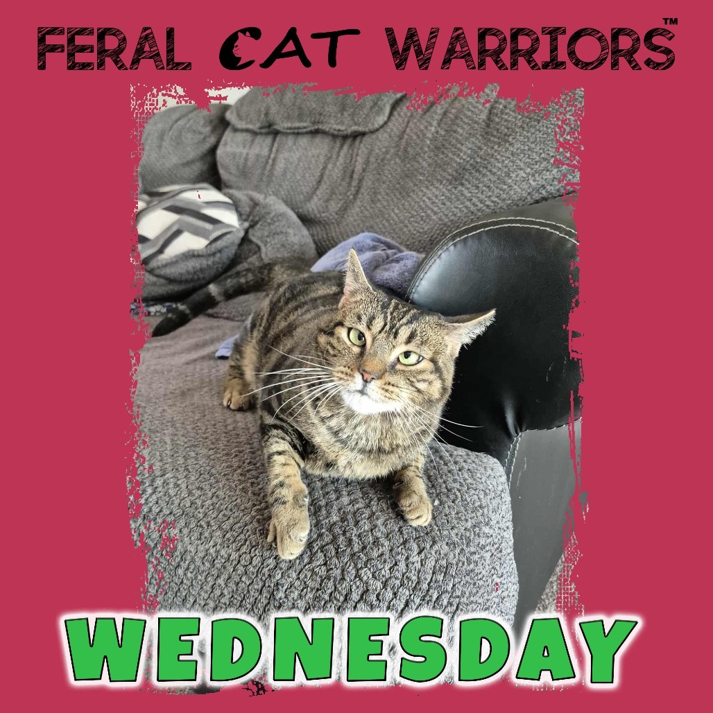 Wednesday, an adoptable Domestic Short Hair in Kingman, AZ, 86401 | Photo Image 1