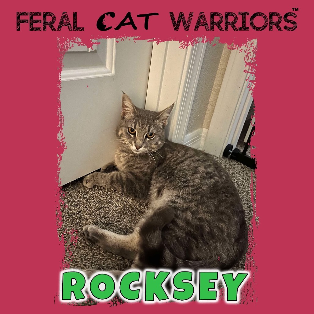 Rocksey, an adoptable Domestic Short Hair in Kingman, AZ, 86401 | Photo Image 1