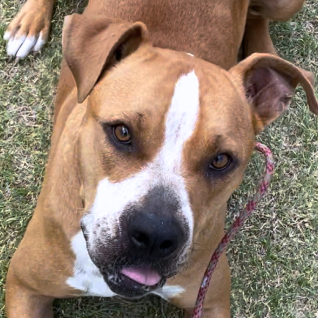 Daisy, an adoptable Boxer in Kim, CO, 81049 | Photo Image 3
