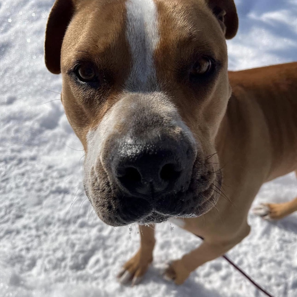 Daisy, an adoptable Boxer in Kim, CO, 81049 | Photo Image 5