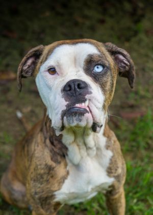 Aggie 58525 Boxer Dog