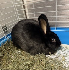 HOUDINI, Young Female unknown