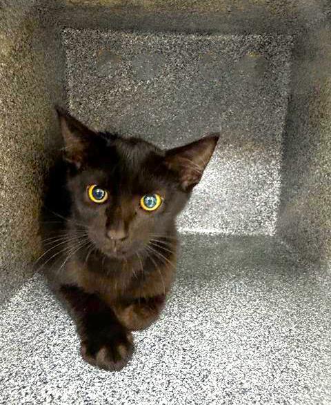 HAZEL
