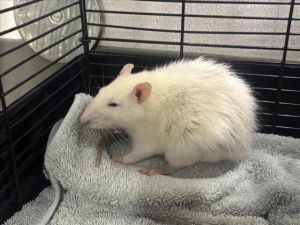 FETTUCCINE, Adult Male unknown