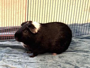 VALENTINO, Senior Male unknown