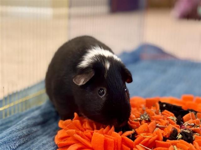 VALENTINO
