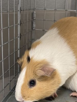 CLEMENTINE, Adult Female unknown