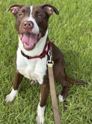 WALTER American Staffordshire Terrier Dog