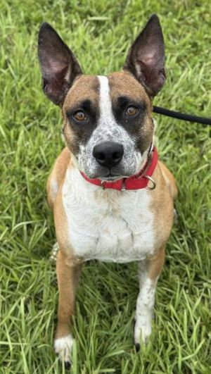 FERN Australian Cattle Dog / Blue Heeler Dog
