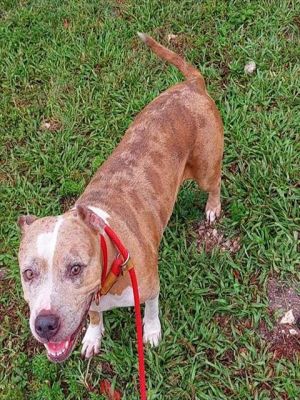 CHERRY American Staffordshire Terrier Dog