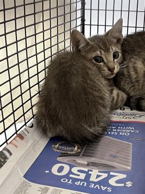 A2435730 Domestic Short Hair Cat