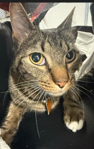 FELIX Domestic Short Hair Cat