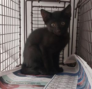 ALISTAIR Domestic Short Hair Cat