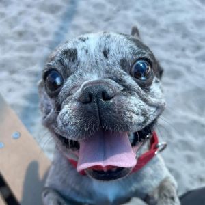 NORTH French Bulldog Dog
