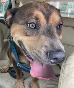 STORM Black Mouth Cur Dog