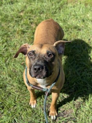 RIO American Staffordshire Terrier Dog