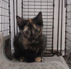 CARLA Domestic Short Hair Cat