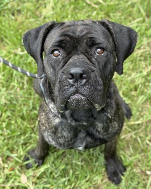 JAM Mastiff Dog