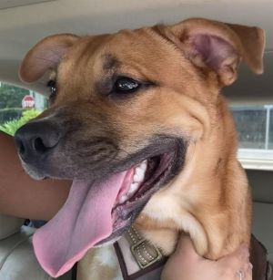 MAX Black Mouth Cur Dog