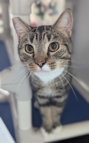 MACK Domestic Short Hair Cat