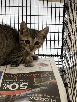 A2435729 Domestic Short Hair Cat