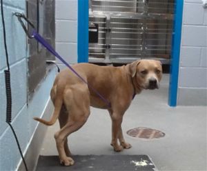 SCOOBY, Young Male unknown