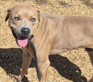 SCOOBY, Young Male unknown