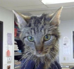 LOLA, Adult Female unknown