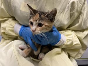 ZORA Domestic Short Hair Cat