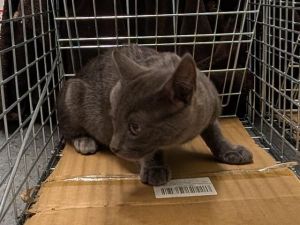 SAGE Domestic Short Hair Cat