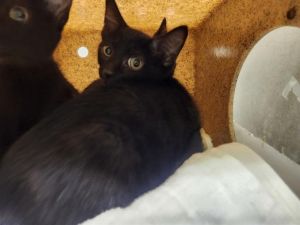 ZELIE Domestic Short Hair Cat