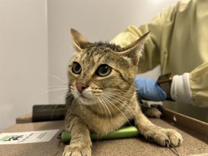 ZURI Domestic Short Hair Cat