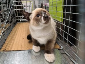 Hi My name is Dancer and I am available for adoption I am a sweet kitten who may need extra