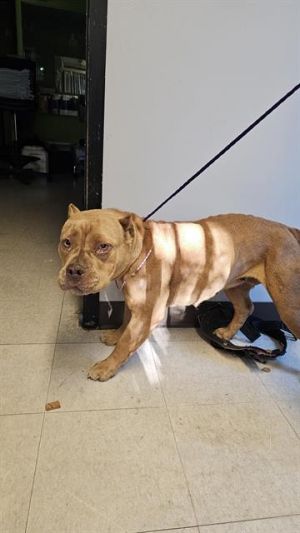 ABBY Pit Bull Terrier Dog