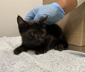 ZIA Domestic Short Hair Cat
