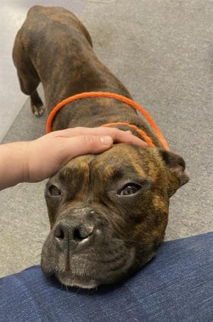 LILY Boxer Dog