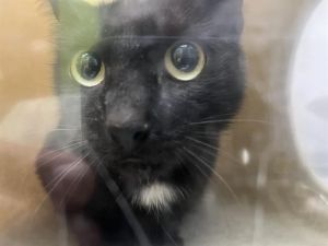 ZENA Domestic Short Hair Cat