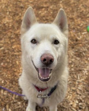 THEON Husky Dog