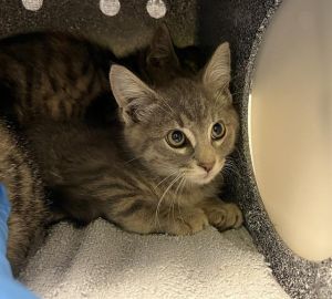 Hi My name is Zephyr and I am available for adoption I was brought in by a good Samaritan on